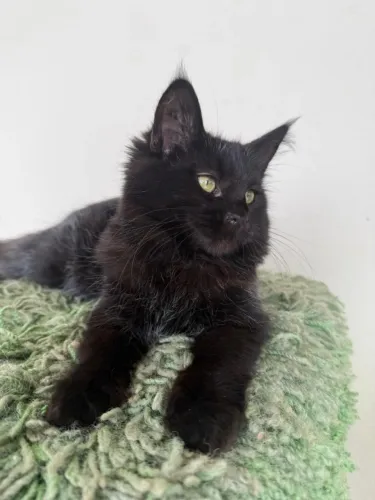 LINDA MAINE COON BLACK SMOKE