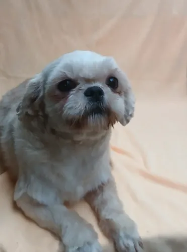 shihtzu adulto