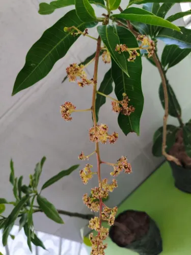 Pé de manga rosa enxertada já brotando 