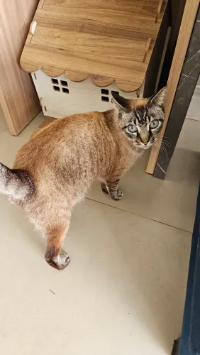 Doação de Gato