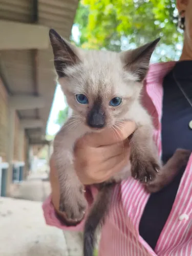 Gatinho filhote para adoção responsável (gato/pet)