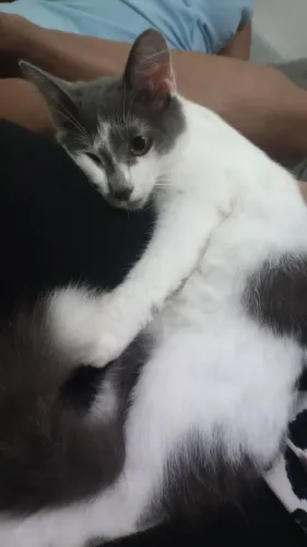 Doação 2 macho não pode ir um só vai os dois