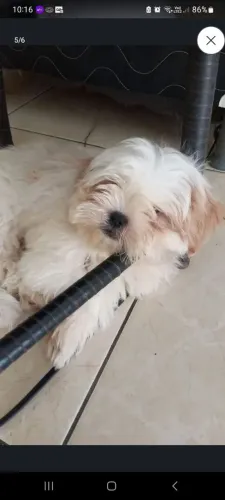 Shihtzu macho disponível