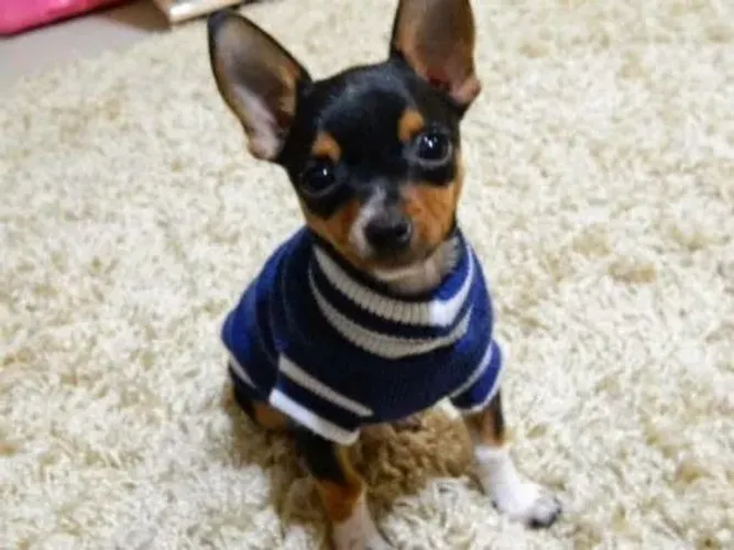 Filhotinhos Pinscher/Pincher saudável e brincalhão com contrato oficial