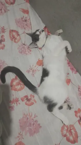 Gato pra doação 