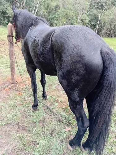 Cavalo Andar Macio