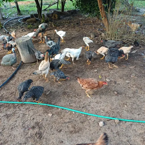 Galinhas e frangos caipira