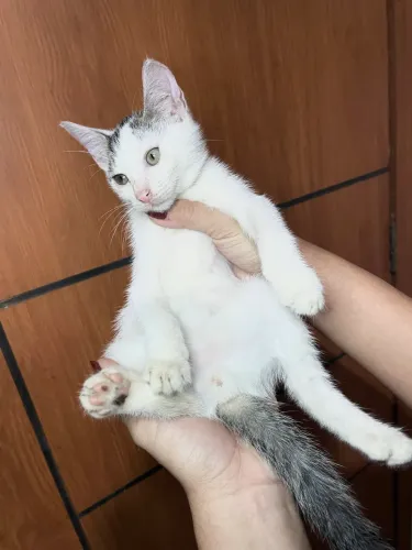 Doação de gato macho