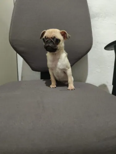Vende-se pug 
