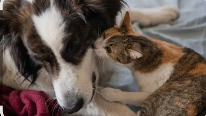 Pet Sitter(cuidadora de pets)