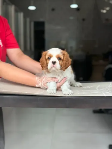 Cavalier King Fêmea Blenheim em Loja Física - Compra Segura | Leia a Descrição
