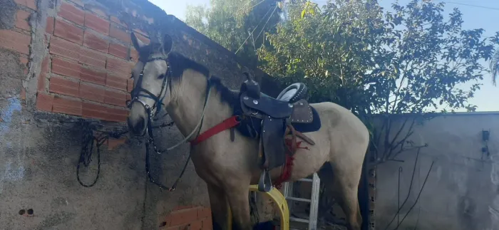Cavalo ?