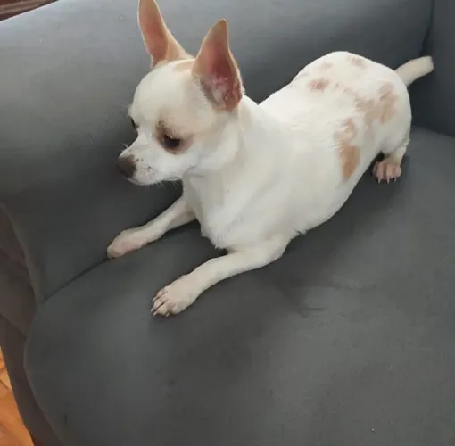 Macho Adulto chuaua disponível 