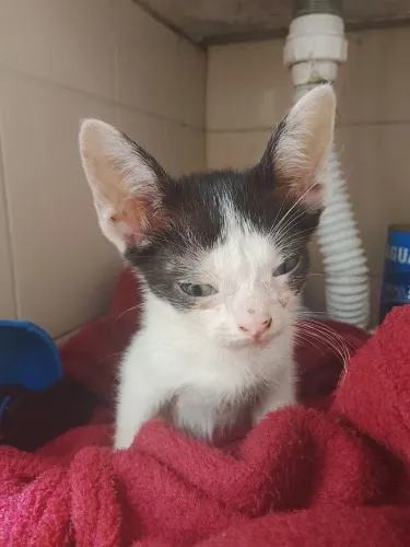Doação gato macho 2 mês