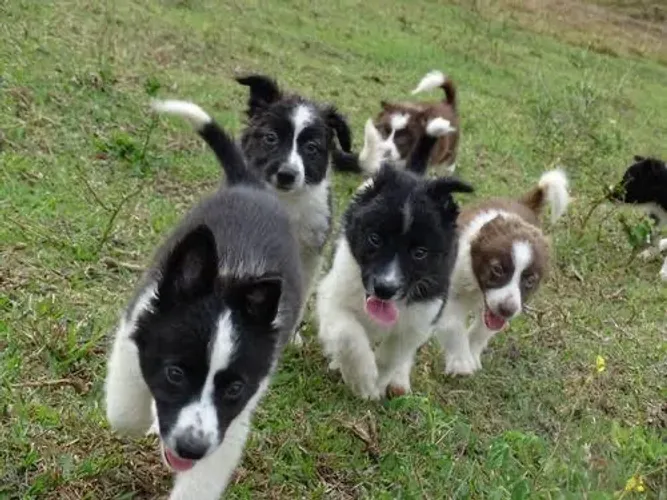 Border collie chocolate e branco, Preto e branco 