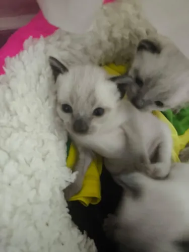 Filhotinhos de Gato  Siamês 