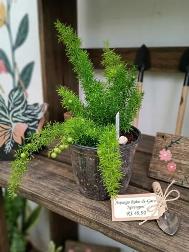 Planta alfinete no vaso plastico
