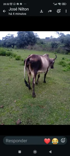 Vendo uma vaca