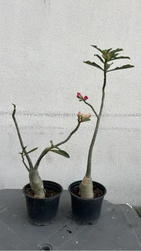 Rosas do deserto jovem, de semente, ja em floração.