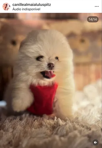 Spitz / Lulu da Pomerania Rio / Maior canil de Lulu
