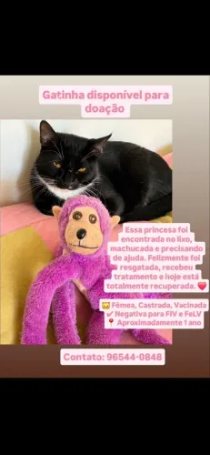 Gata para adoção
