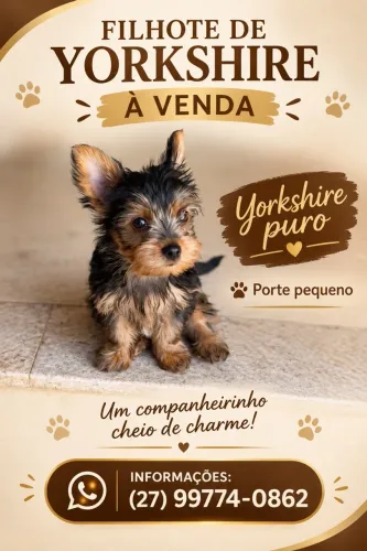 Vende-se filhote de yorkshire puro porte pequeno