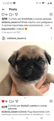 Filhote de Pug macho com pedigree