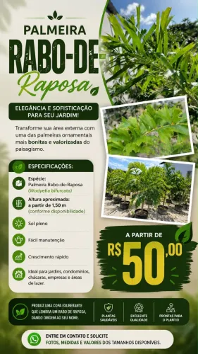 Vendo Palmeira Rabo de Raposa.