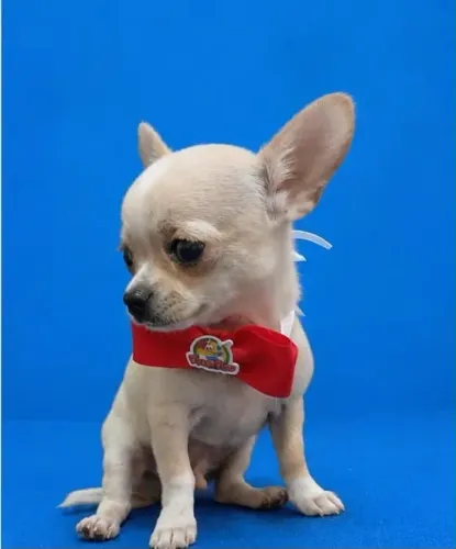 machinho chihuahua