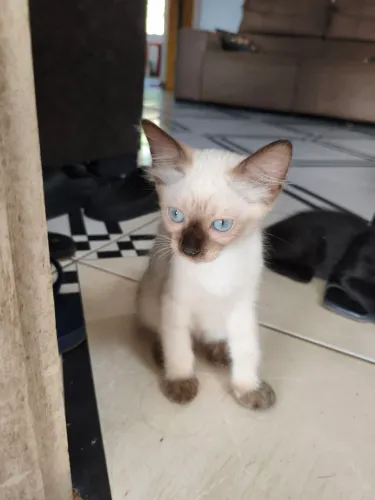 3 gatos para adoção responsável