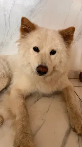 Procuro um cachorrinho para namorar com Jade