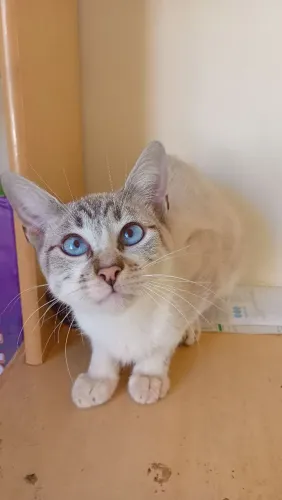 Gatinho siames para adoção responsável
