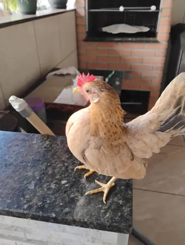 Galinha serama com 6 meses