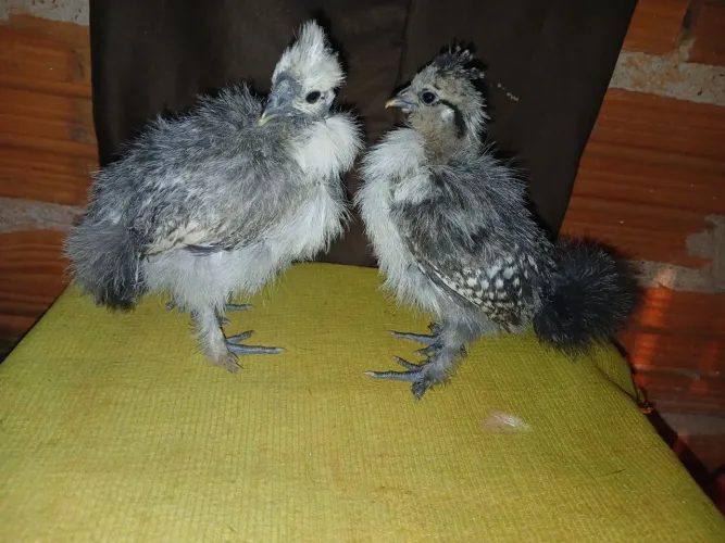 Pintinhos sedosos