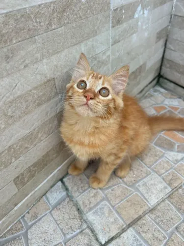 Doação de gatinha
