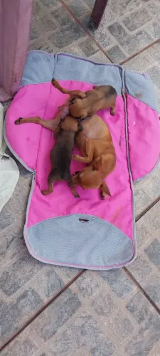 Em Marabá filhotes de pinscher porte pequeno 