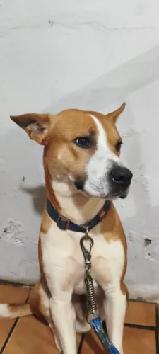Adoção cachorro