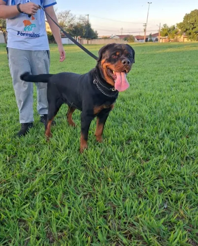 Rottweiler macho disponível para Cobertura