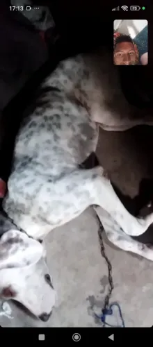 Cachorro americano puru 