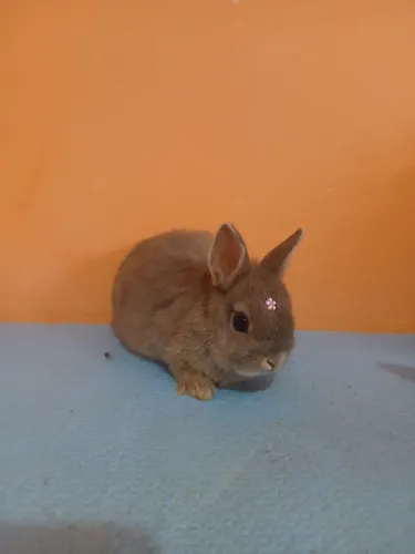 Netherland Dwarf
