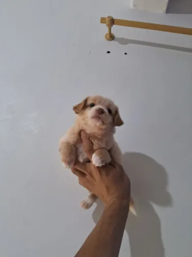 Poodle  mini toy femea 500
