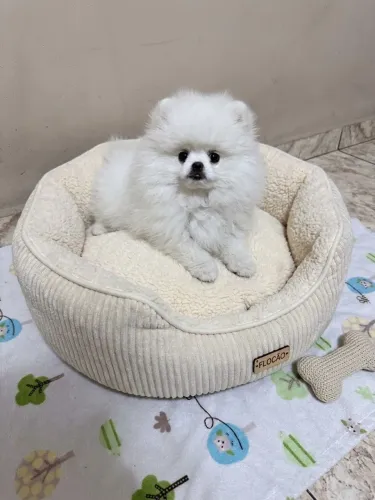 Filhote macho de Lulu da pomerânia