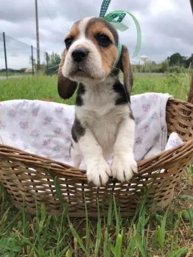 Filhote de Beagle Para Quem Ama Companheirismo e Diversão