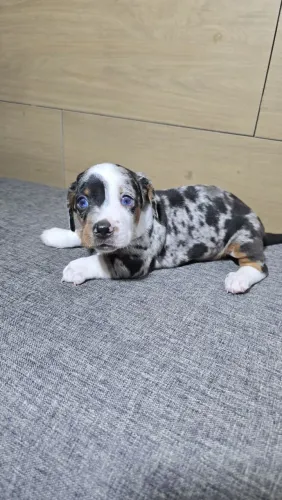 Lindos filhotes de Basset Dachshund Alerquim