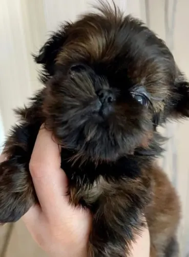 Filhotes de Shih Tzu | Pequeno, divertido e irresistível.