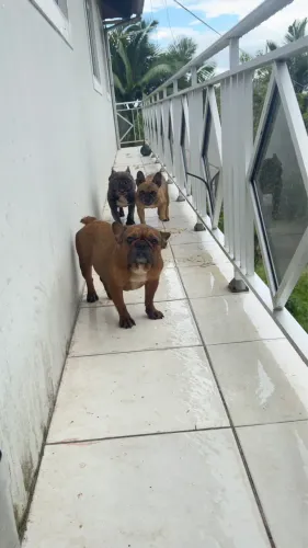 Plantel de Buldogue francês 