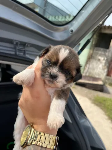 Shih-tzu com 56 dias vermifugado macho