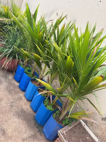 Mudas de COCO ANÃO 