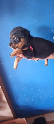 Filhote disponível macho e fêmea 