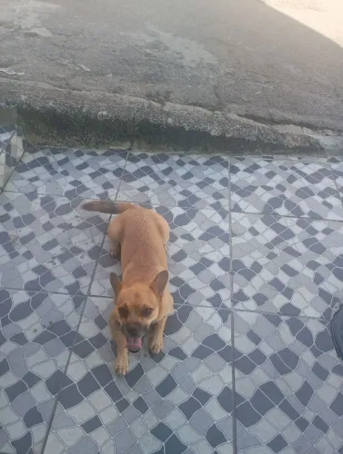 Doação de cachorro Porte Médio 